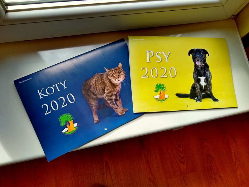 Wałbrzych: Zwierzęce kalendarze