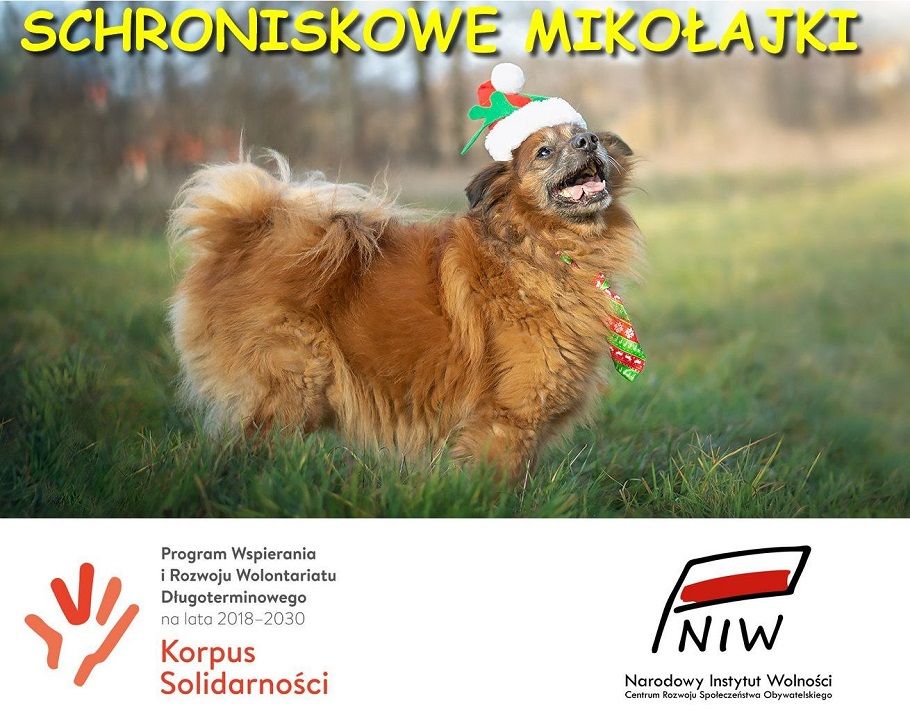 Wałbrzych: Mikołajki w schronisku