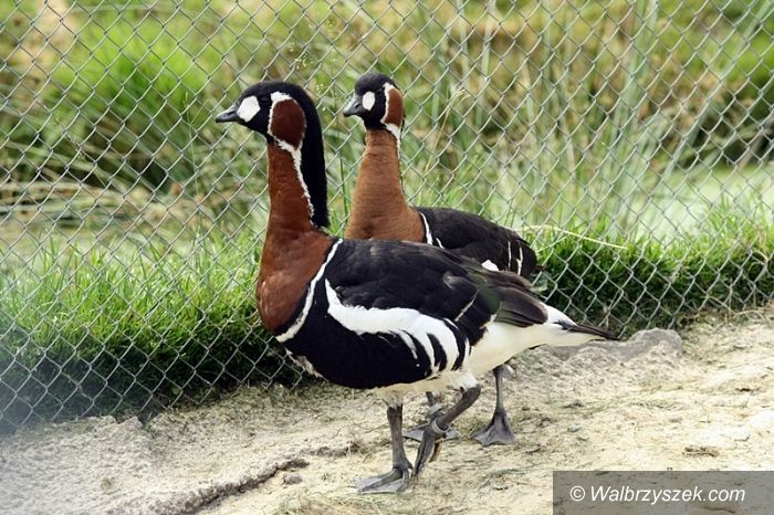REGION, Łączna: ZOO potrzebuje pomocy