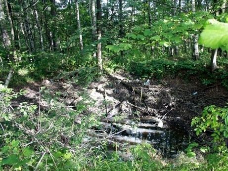 Wałbrzych/REGION: Chcą wstępu do lasu