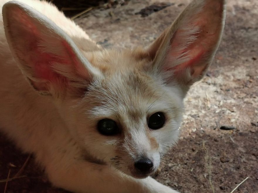 REGION, Łączna: ZOO już otwarte