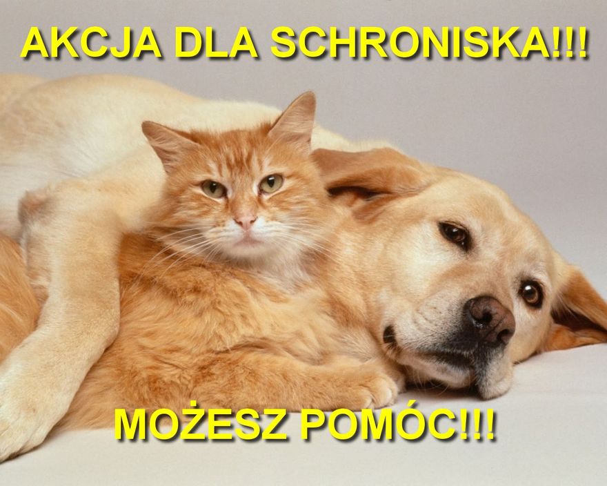 Wałbrzych/powiat wałbrzyski: Akcja dla schroniska