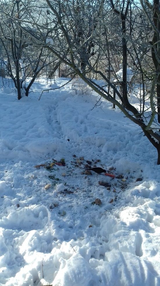 REGION, Boguszów-Gorce: Zwierzęta w mieście