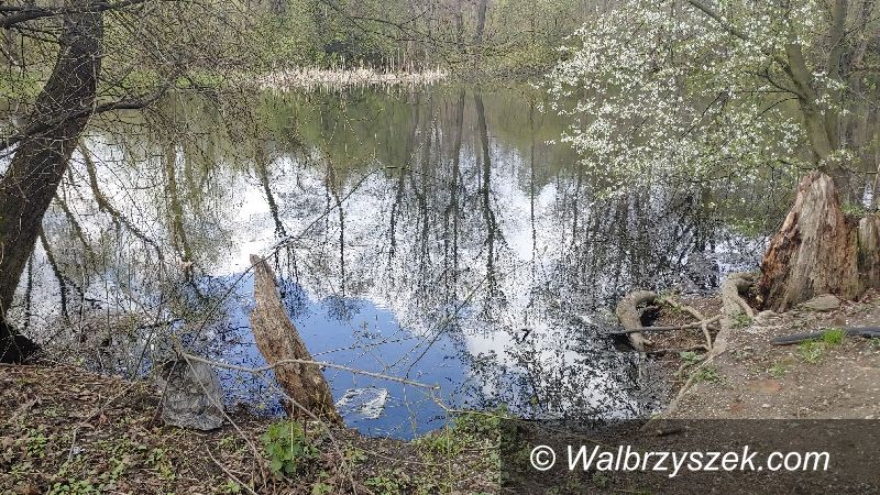 Wałbrzych: Śmieci zmorą przyrody