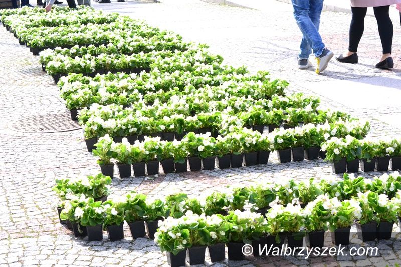 Wałbrzych: Dzień Niezapominajki