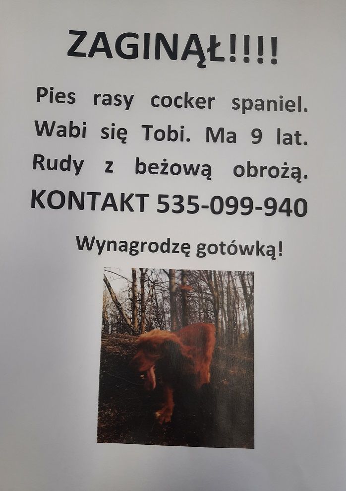 Wałbrzych: Zaginął pies