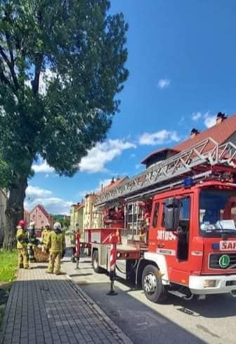 REGION, Boguszów-Gorce: Trzy dni na drzewie