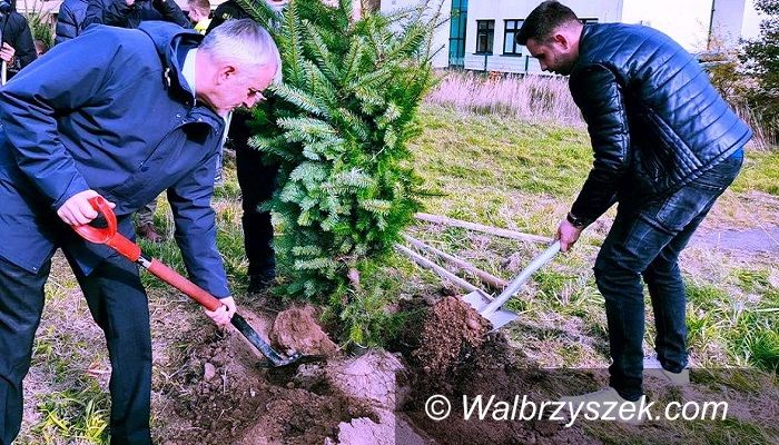 Wałbrzych: Planują kolejne nasadzenia
