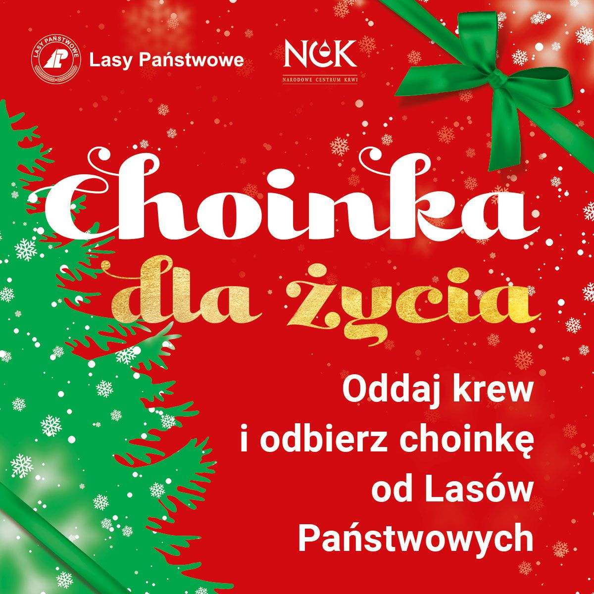Wałbrzych/REGION: Choinka za krew