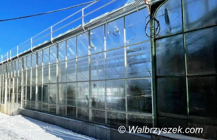 Wałbrzych: Palmiarnia pięknieje