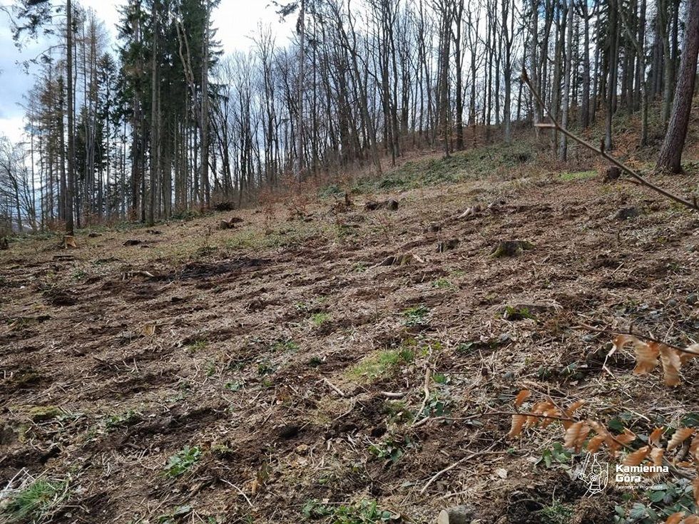 REGION, Kamienna Góra: Zasadzili 8 tysięcy sadzonek