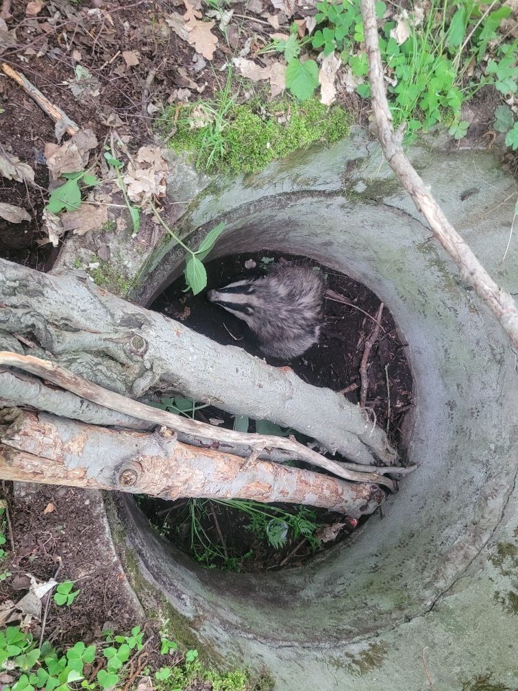 REGION, Boguszów-Gorce: Uratowali dwa borsuki