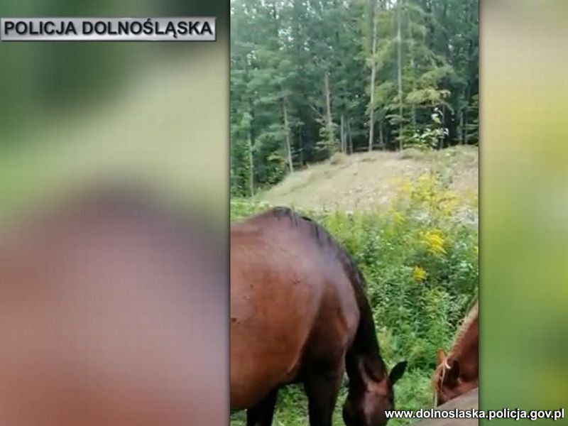REGION: Trzy konie na drodze wojewódzkiej