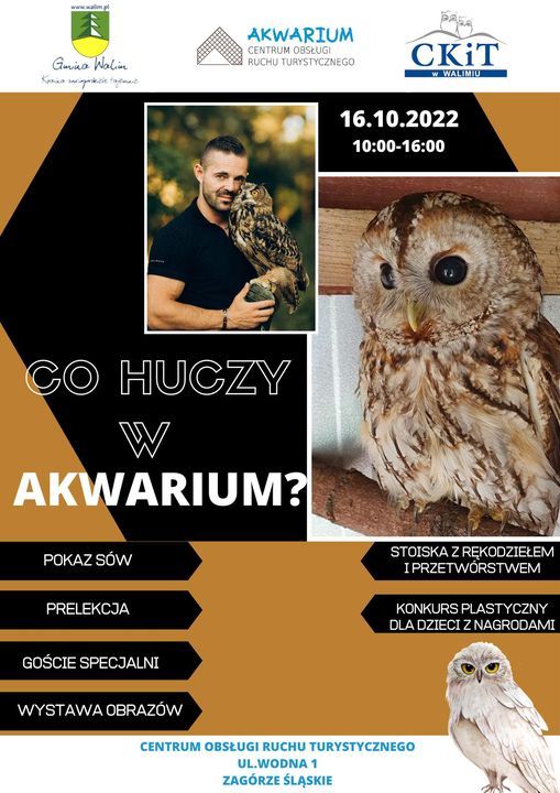 REGION, Zagórze Śląskie: Królować będą sowy