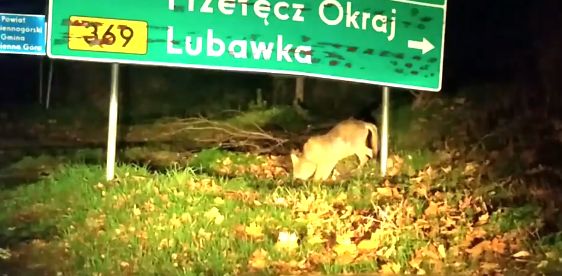 REGION: Uspokajają emocje