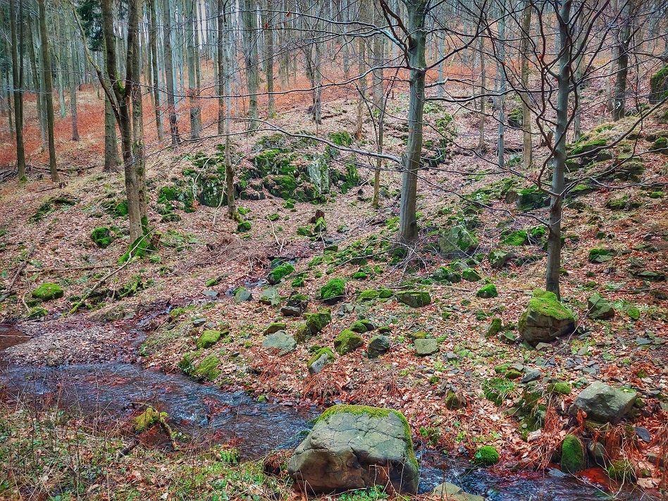 Wałbrzych/REGION: Nasadzenia trwają