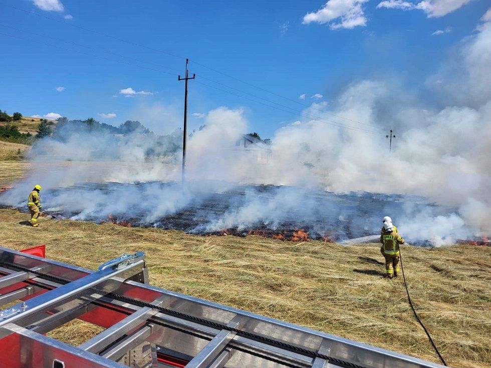 REGION, Stare Bogaczowice: Żmija w piwnicy