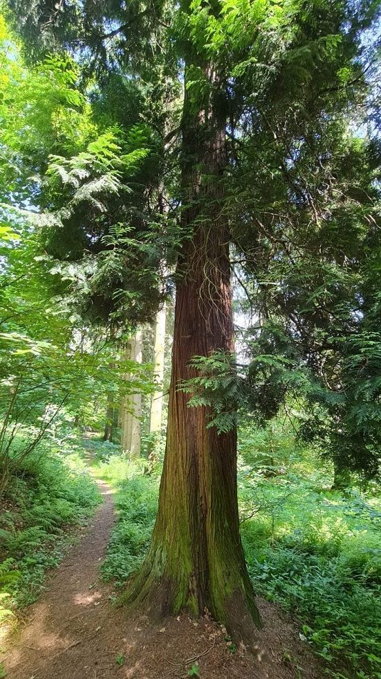REGION, Sokołowsko: "Bracia Lumiere" w Sokołowsku
