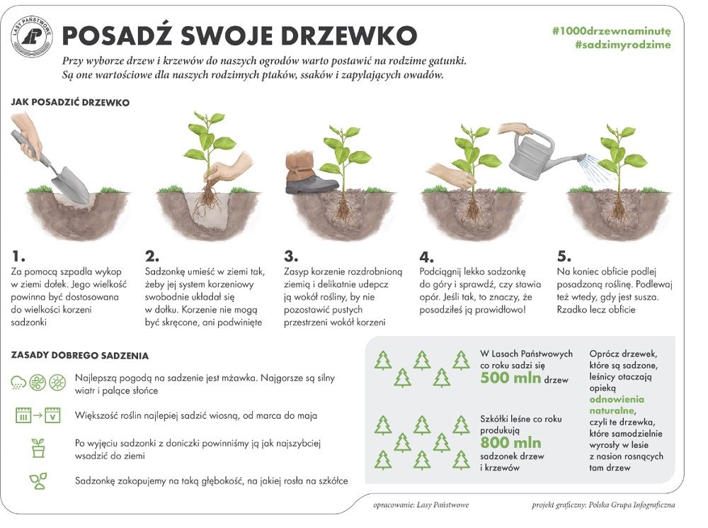 Wałbrzych/REGION: Posadź drzewo z leśnikami