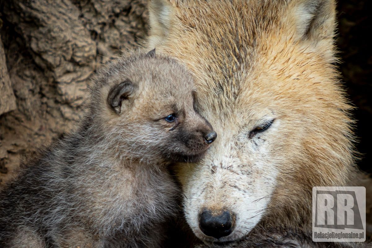 REGION, Łączna: Nowi mieszkańcy ZOO Łączna – młode wilki i nie tylko