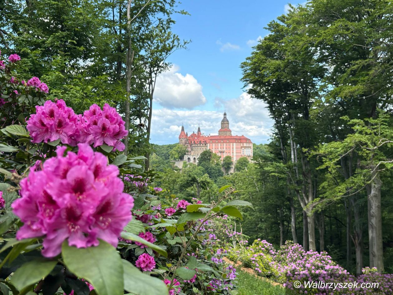 Wałbrzych: Rododendronowy raj w Zamku Książ