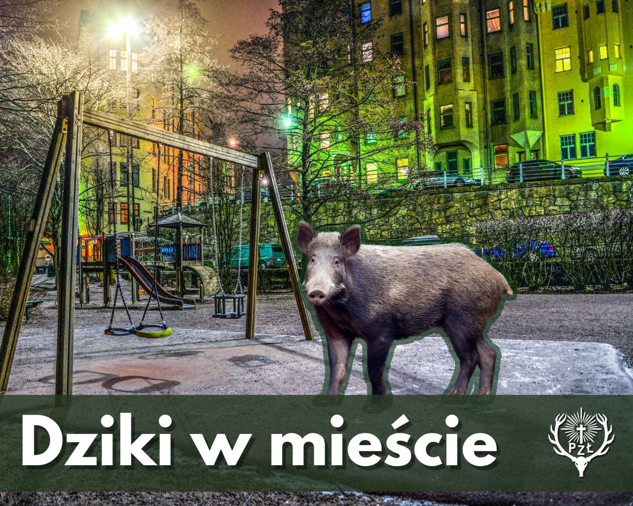 Wałbrzych: Dziki w mieście