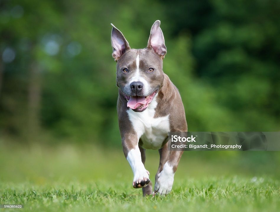 Wałbrzych: Dzieci dotkliwie pogryzione
