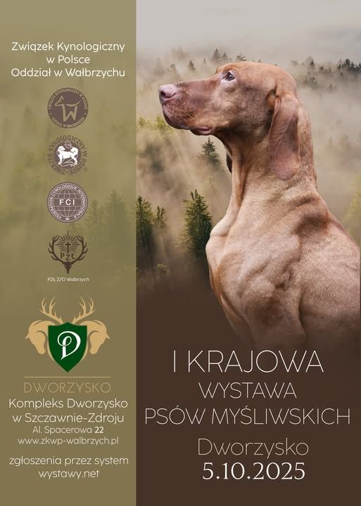 REGION, Szczawno-Zdrój: Wystawa psów myśliwskich