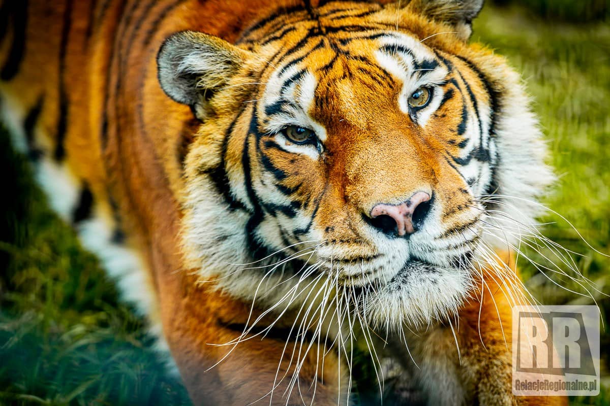 REGION, Łączna: Jesień w ZOO Łączna – czas, który ma szczególne znaczenie