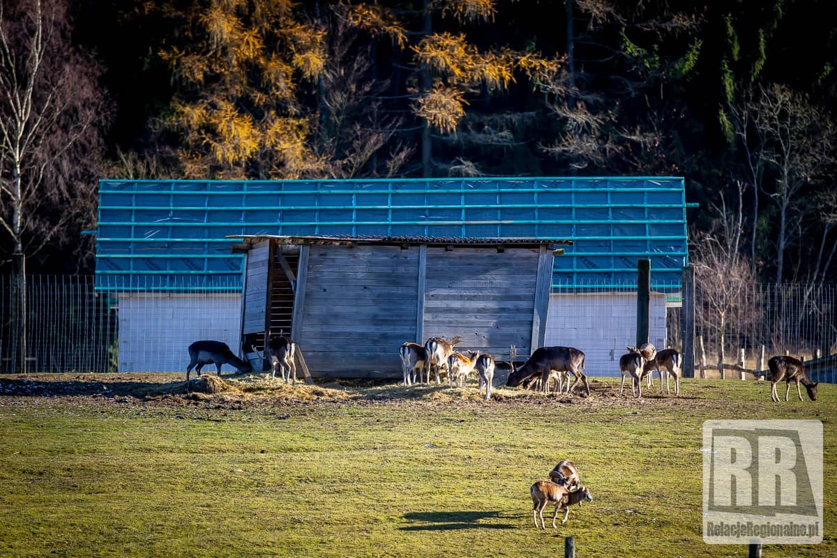 REGION, Łączna: W ZOO Łączna powstaje wioska Św. Mikołaja