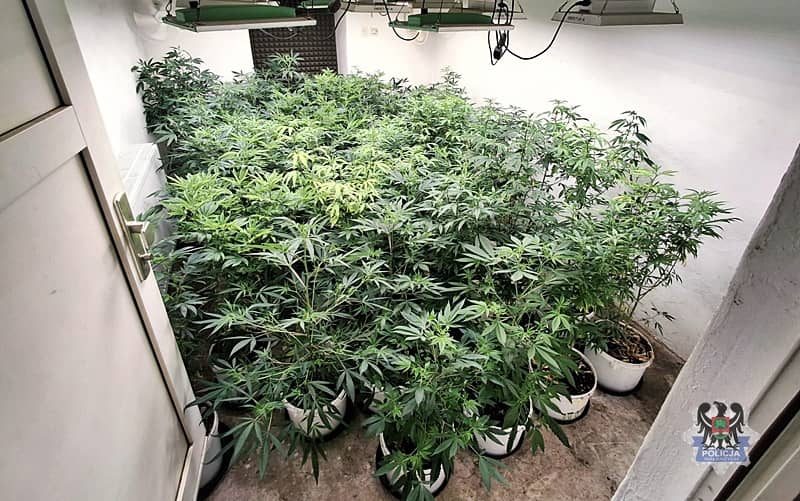 Wałbrzych/powiat wałbrzyski: Hodowca konopii