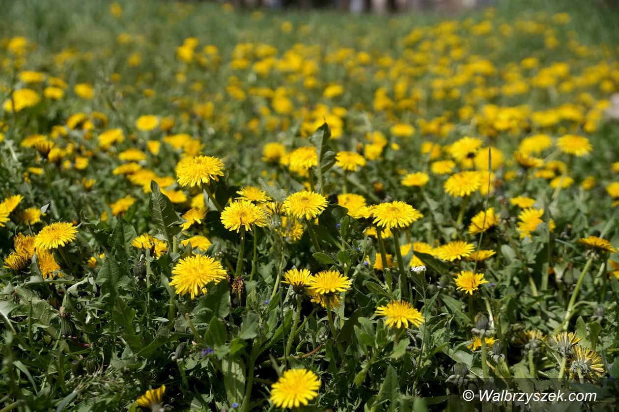 Polska: Korzeń, liście i kwiaty mniszka – które części mają największą wartość zdrowotną?