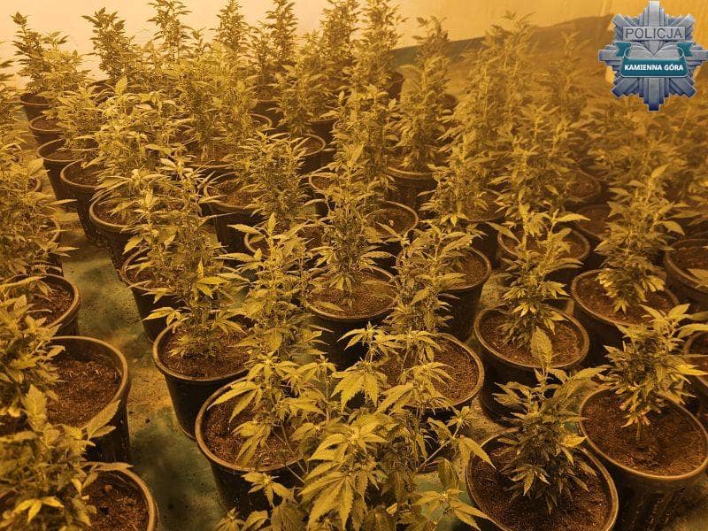 REGION: Uderzyli w narkotykowy biznes