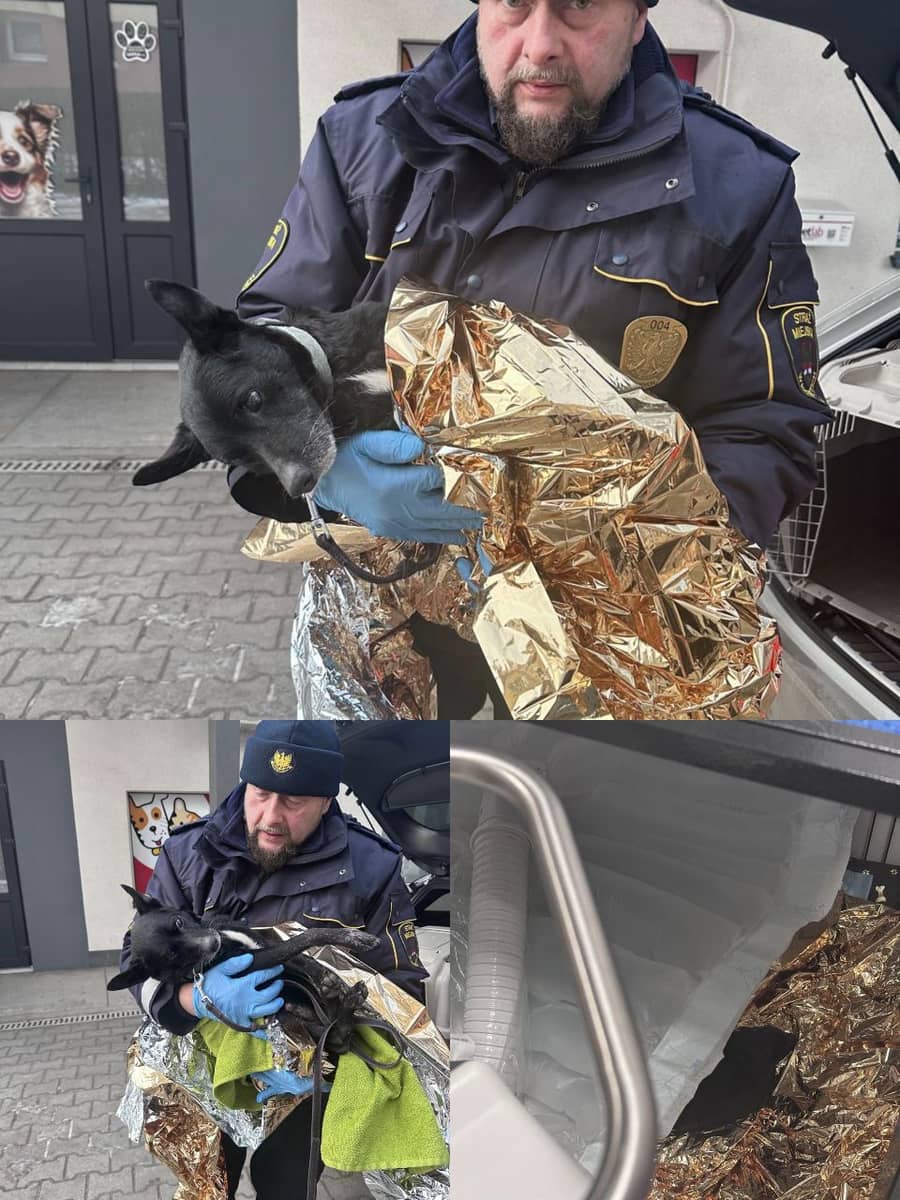 Wałbrzych: Pies konający w śnieżnej zaspie