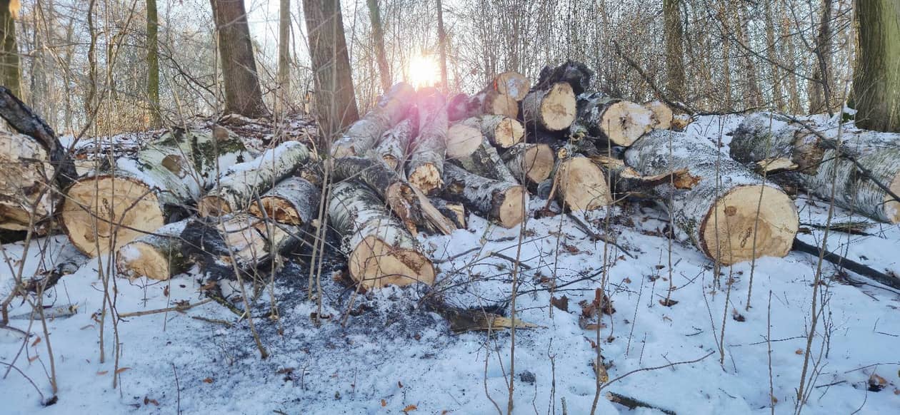 Wałbrzych: Tną aż wióry lecą