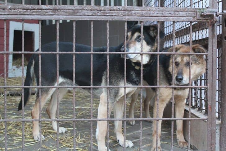 Wałbrzych: Zwierzęta już w nowym schronisku