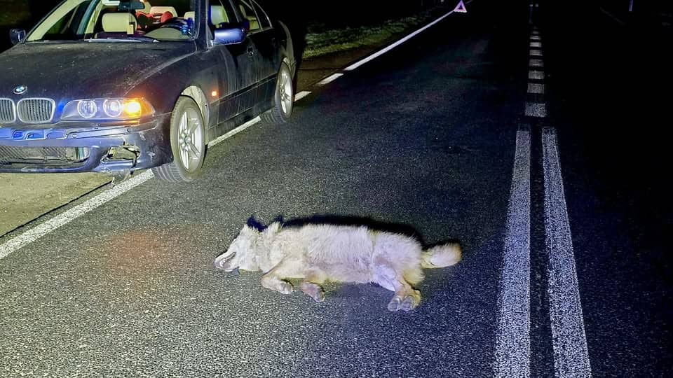 Dolny Śląsk: Wilk zginął pod kołami