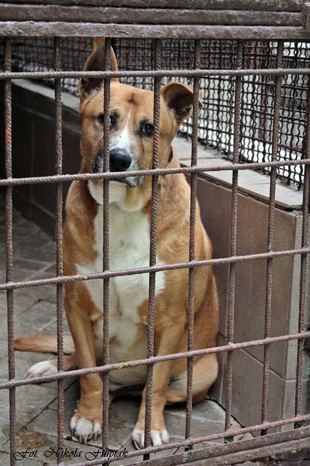 Wałbrzych: Zbiórka dla zwierząt