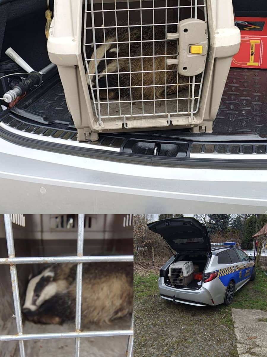 Wałbrzych: Ranny borsuk na terenie szkoły