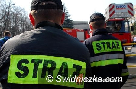Świdnica: Plaga os – straż pożarna nie pomoże