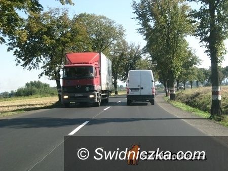 Świdnica/Strzegom: Chcą wyciąć lipy!
