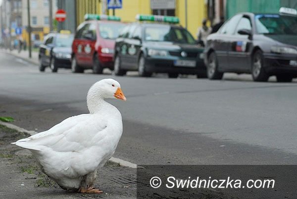 Świdnica: Świdnica ma ptaka