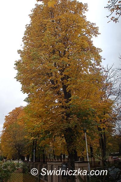 Świdnica, Region: Ratujmy kasztanowce