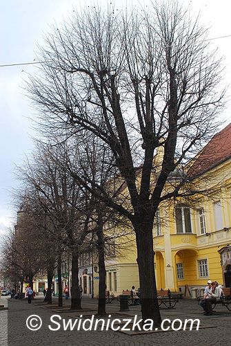 Świdnica: Koniec raju dla szpaków