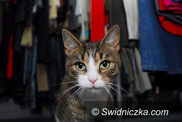 Świdnica: A to ci kicia...