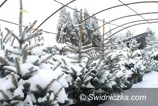 Świdnica: Kup choinkę, nie kradnij