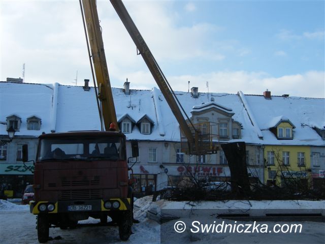 Region - Świebodzice: Szkoda lipy, ale będzie nowa