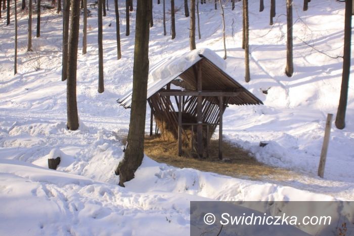 Świdnica/region: Psy zagryzają dzikie zwierzęta