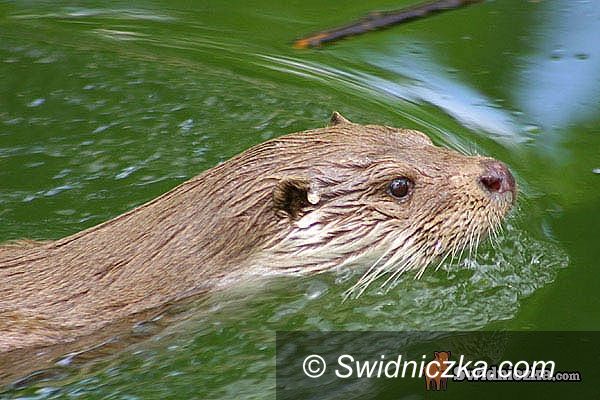 Świdnica: Nad zalewem hasa wydra