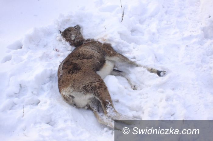 nadleśnictwo Świdnica: Będą strzelać do psów